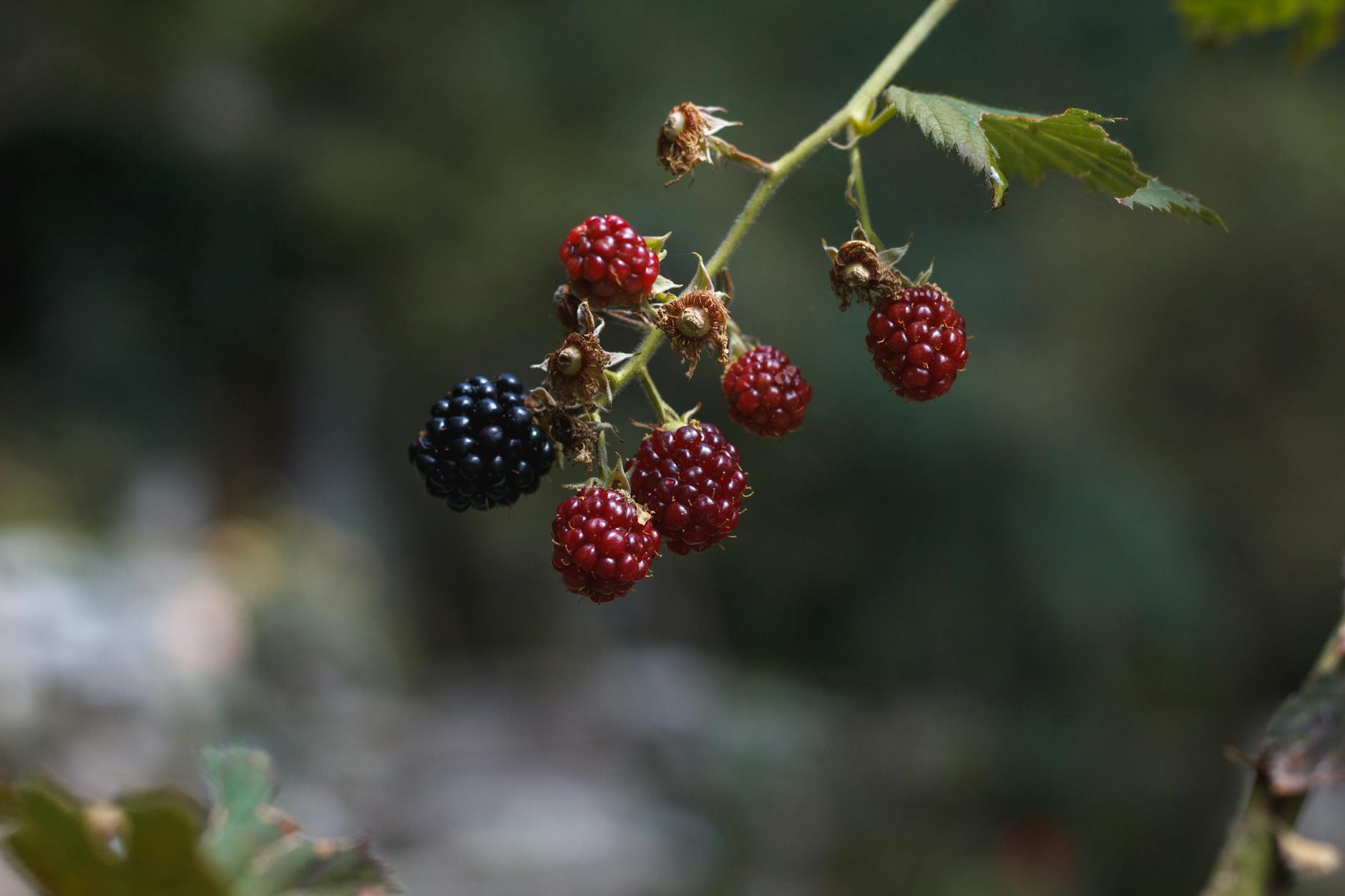 BlackBerry Aktie: Vergangenheit, Gegenwart, Zukunft