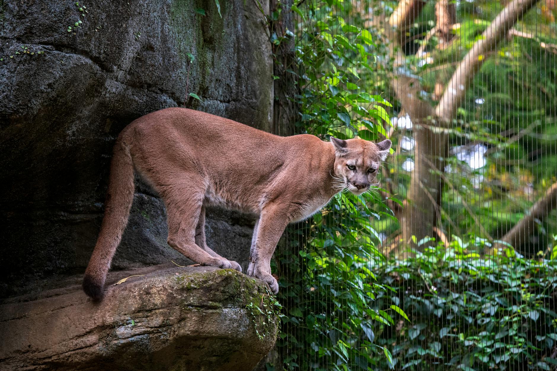 Puma Aktie: Erfolgsfaktoren und Marktanalysen im Überblick
