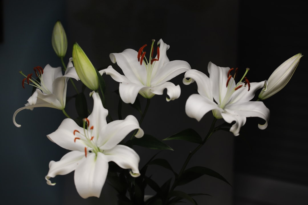 Lilium Aktie: Innovativ, aber riskant? Analyse & Chancen