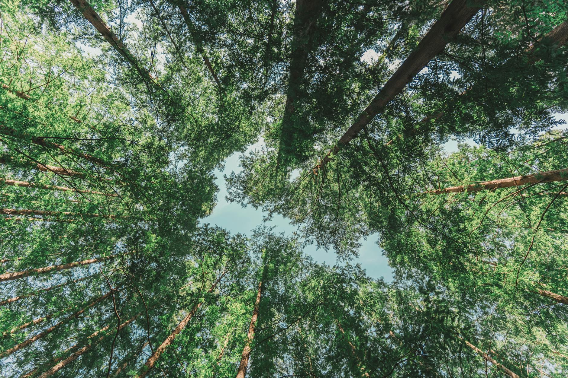 Canopy Growth Aktie: Ein Blick auf die Marktveränderungen
