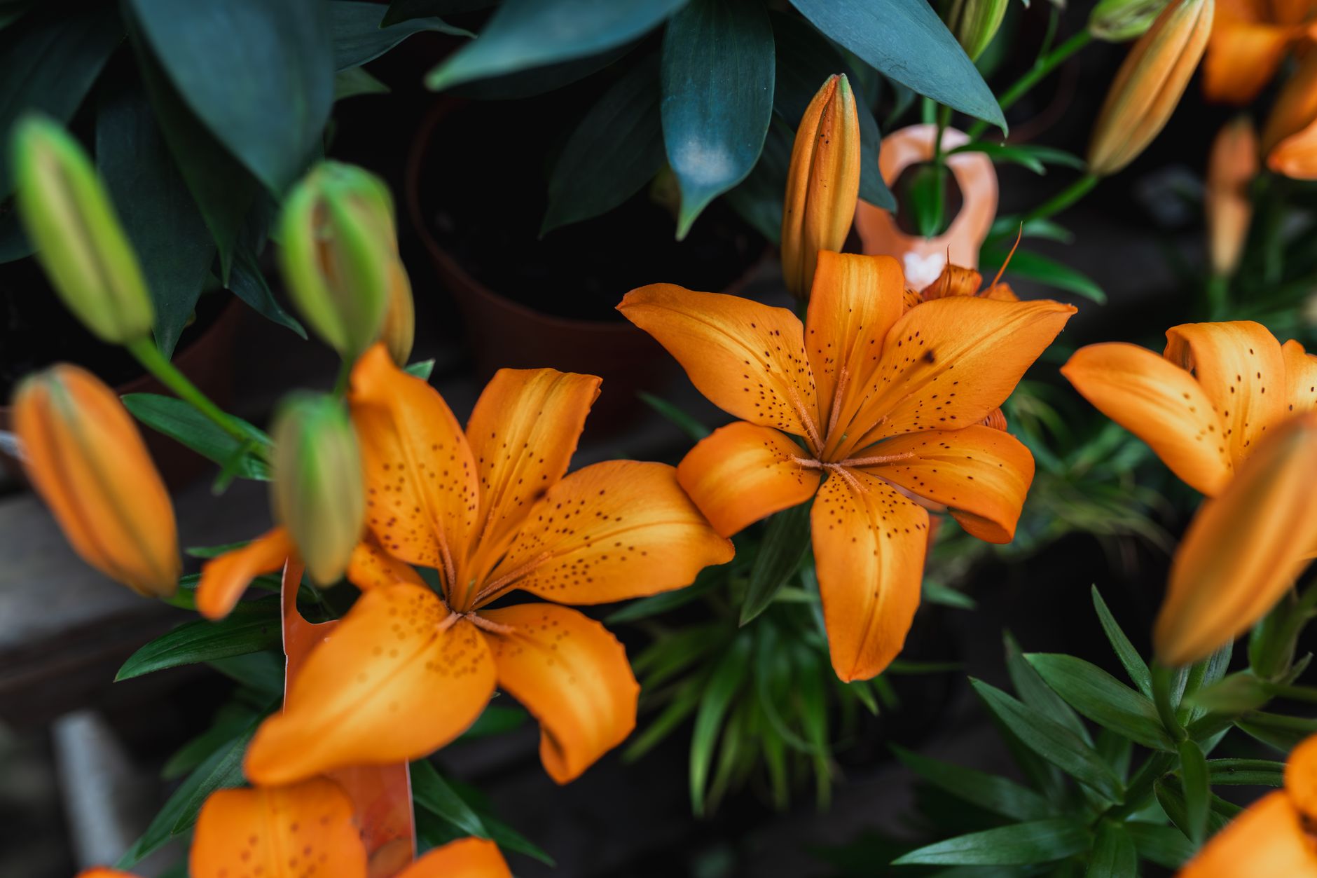 Beautiful orange Lilium flowers in full bloom with buds, showcasing nature's vivid hues.