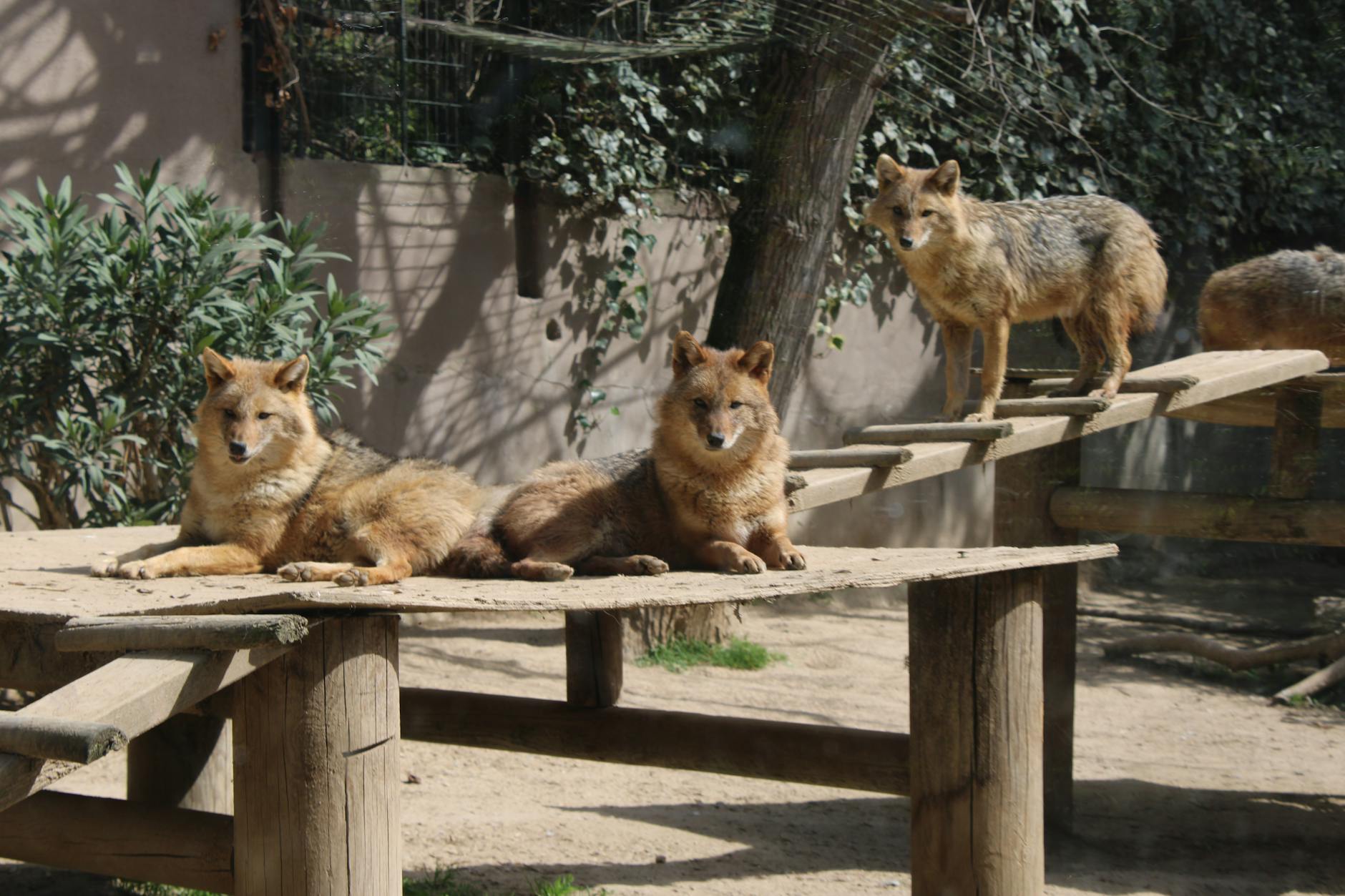 Three golden jackals resting on wooden platforms in a zoo habitat, enjoying a sunny day.