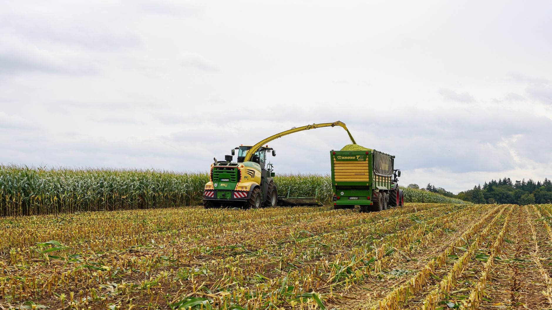 Tractor harvesting corn in Lütau, Germany. Autumn agricultural scene with machinery.