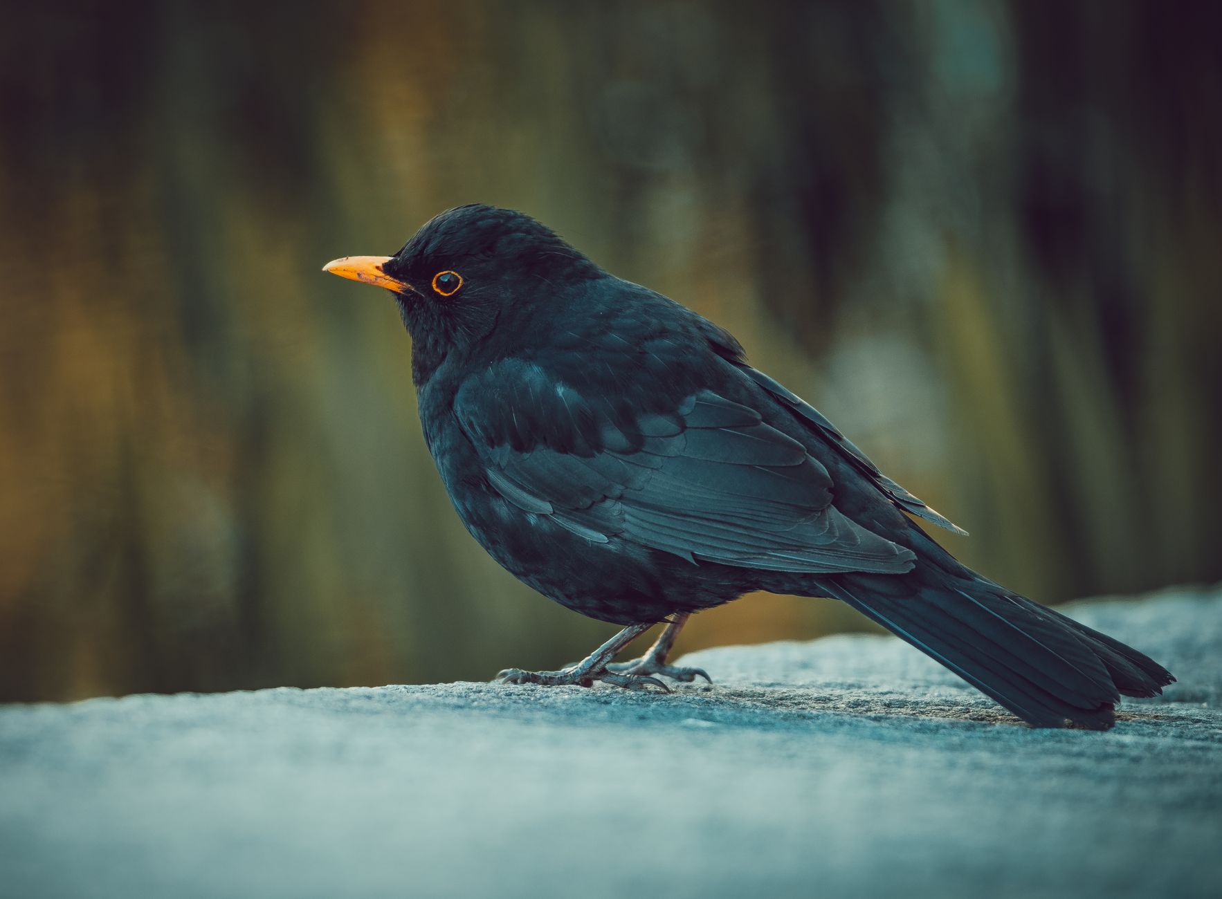Eurasian blackbird perching outdoors in natural habitat. Ideal for wildlife imagery.